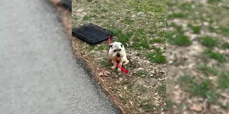 The Sorrowful Sight of a Pup Tied to a Crate Moves Woman to Tears