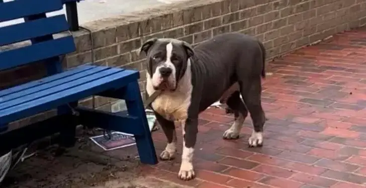 Abandoned Puppy Tied to a Bench Hopes for Someone to Notice and Rescue Him