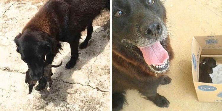 Puppy Heartlessly Abandoned in Trash Gets Rescued by Four-Legged Heroes