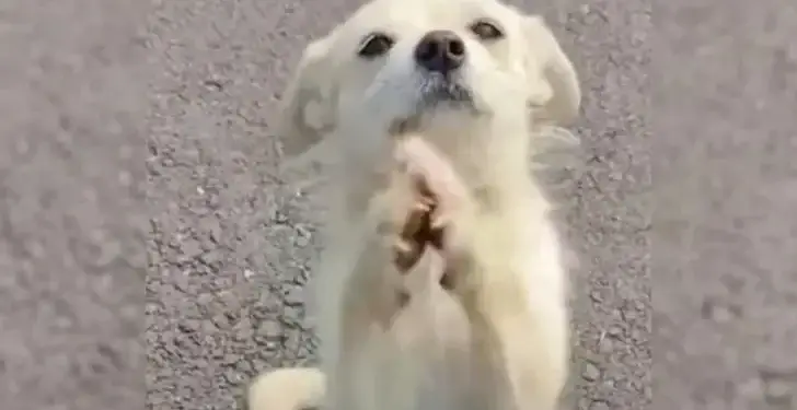 Mom Dog Stops Traffic to Ask for Food for Her Puppies.