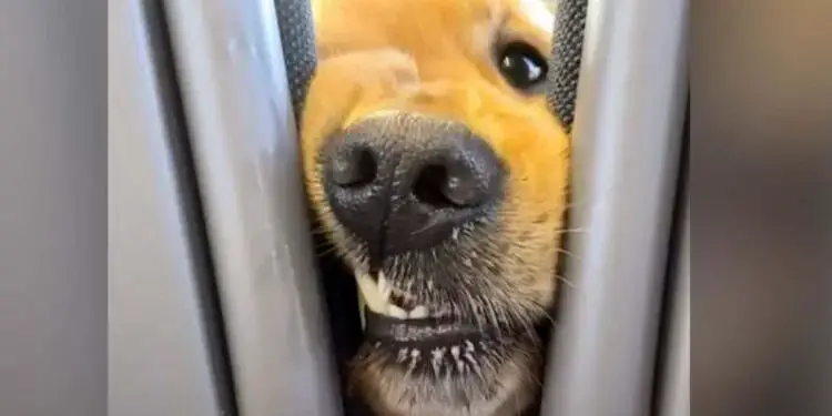 Dog Insists On Saying Hi To Everyone On His Train Rides