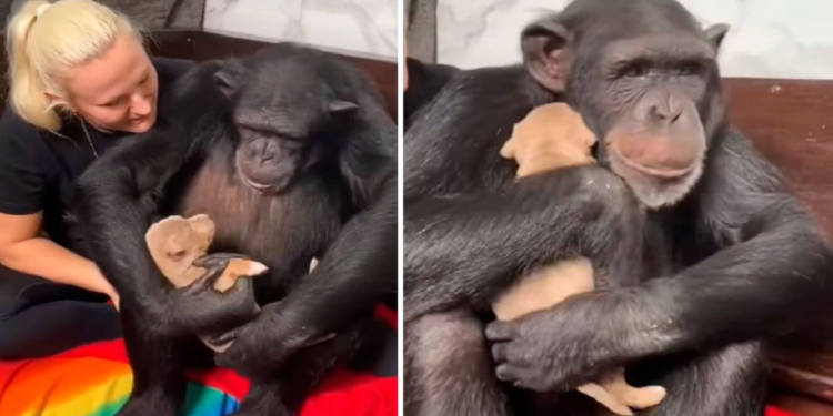 Chimpanzee Hugs Puppy Saved By Owner To Keep Warm.