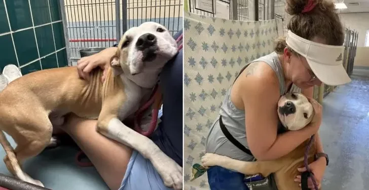 Shelter Pup Hugs Everyone He Meets, Eagerly Awaiting Adoption.