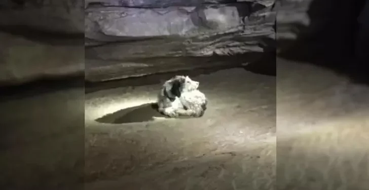 Lost Dog Comes Home After Two Months in a Dark Cave