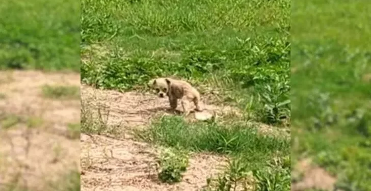 A Cute Puppy Was Left Hungry for Several Days Until Someone Came to Save Him.