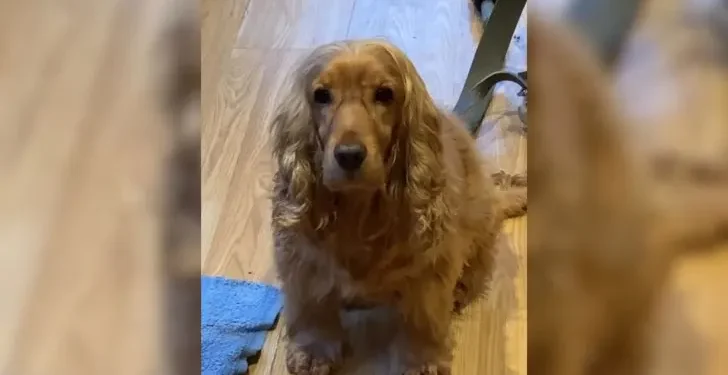 Rescued Cocker Spaniel Displays Unique Skill by Performing an Ear Trick