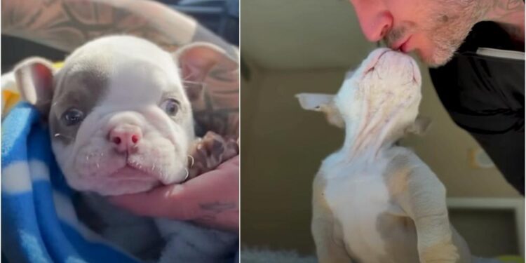 Tiny Frenchie Pup with Bunny Hops Wins Hearts: One Man Changed Her Life!