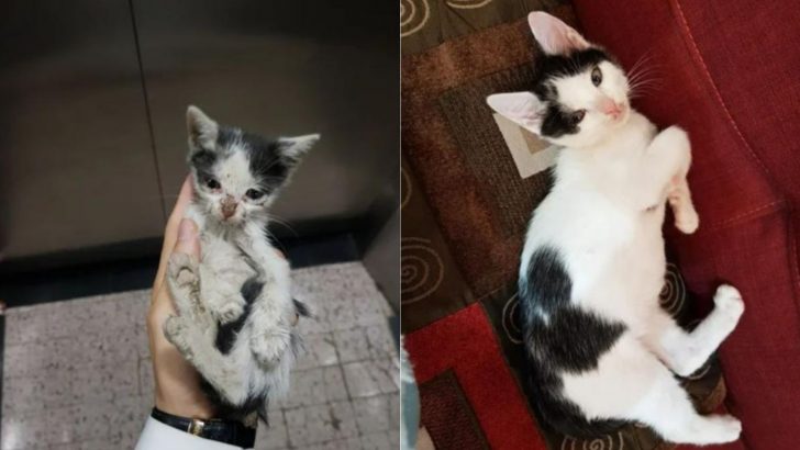 You Have To Check Out These Remarkable Transformations Of Cats Before And After Adoption