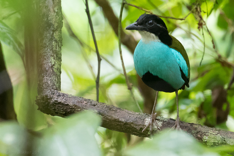 Azure-breasted Pitta - Pitta steerii - Observation.org