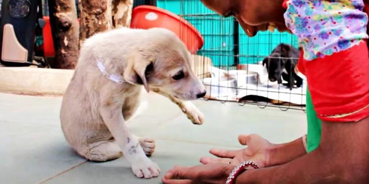 Injured Street Pup Offers Grateful Kisses at Her First Opportunity