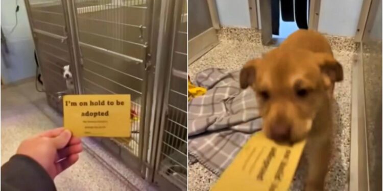 Man Gifts Special Adoption Card to Puppy Who Recognizes Its Meaning