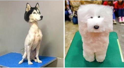 15+ Funny Examples of Pet Haircuts Gone Wrong