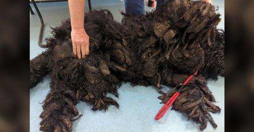 Matted Fur Pile Reveals Sweetest Face Buried Deep Underneath