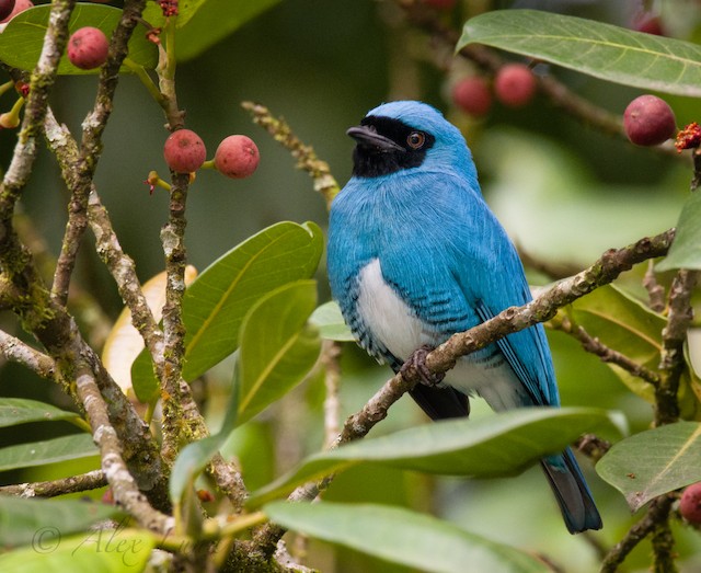 Swallow Tanager - eBird