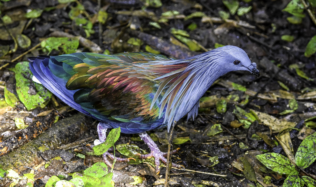 Bright Nicobar Pigeon