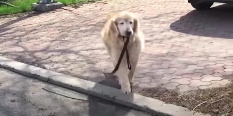 Elderly Dog Takes His Leash Daily to Visit His Beloved Hooman