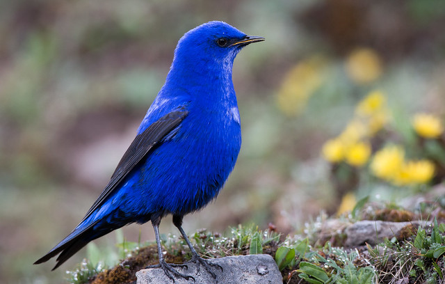 Meet the Grandala Coelicolor, a spectacular bird with mesmerizing blue plumage