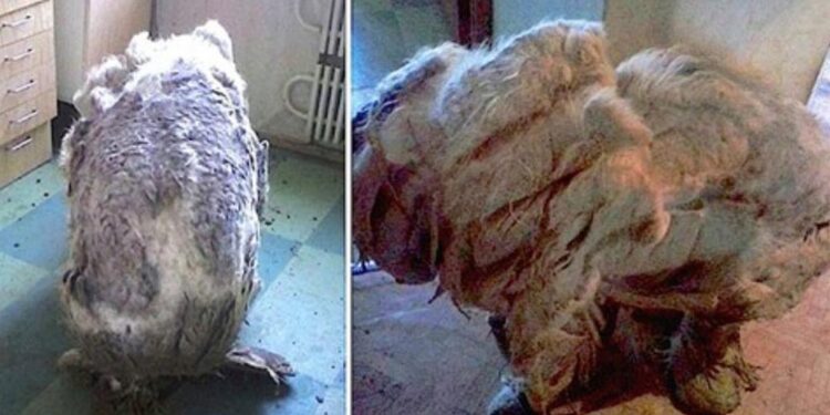 Dog Rescued and Transformed After 4 Bags of Matted Fur Removed