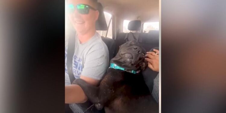 Charming Pregnant Pittie Expresses Gratitude to Her Rescuer in the Most Loving Way