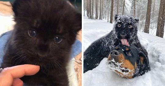 Rescued Panther Finds Grows Up with a Human and a Dog