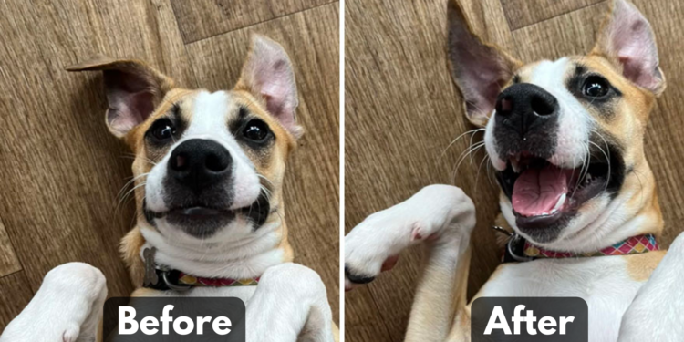 This TikTok Trend Shows Dogs Reacting to “Good Boy/Girl” Compliments