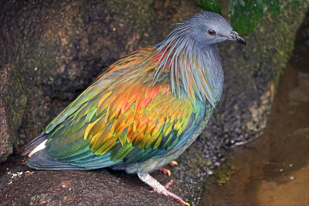 Pigeon nicobar (Zoo-Parc de Beauval, France)