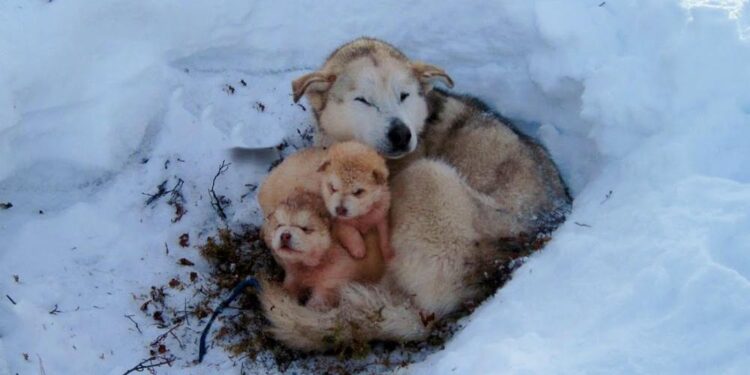 Heartless Abandonment Leads to Dog and Puppies Braving the Snow Together