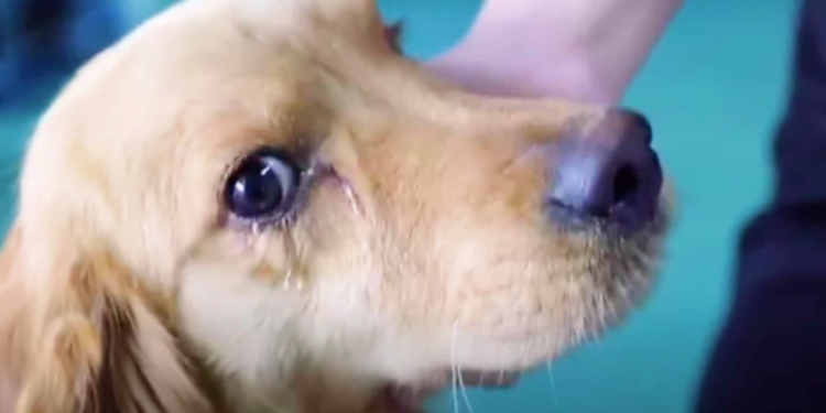 Golden Retriever, Abducted from Yard, Gazes at Volunteers as Tears Pour Down