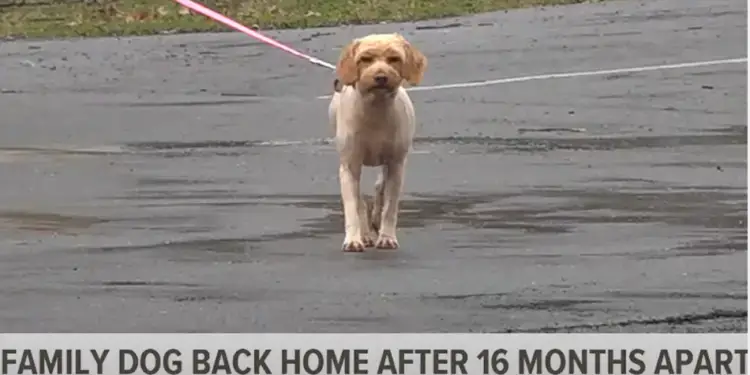 After 16 Months Apart, Dog and Family Share Joyful Reunion