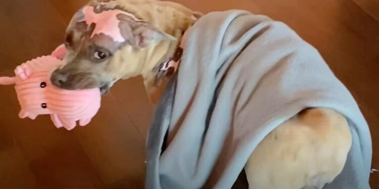 Dog Heals from Fire Injury with Piggy Toy; Loving Mom Buys All of Them