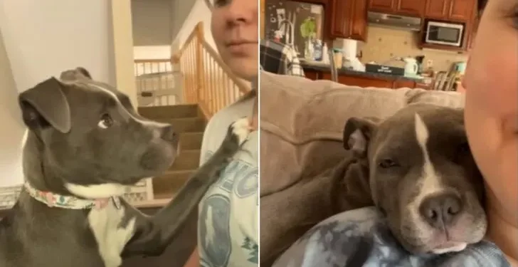 Rescue Dog Never Wants to Be Away from Her New Mom