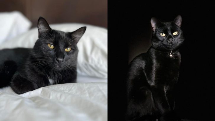 30 Photos Of Black Cats Portraying Their Beauty