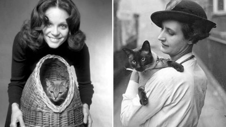 30 Vintage Cat Photos Of Cats Posing Throughout History