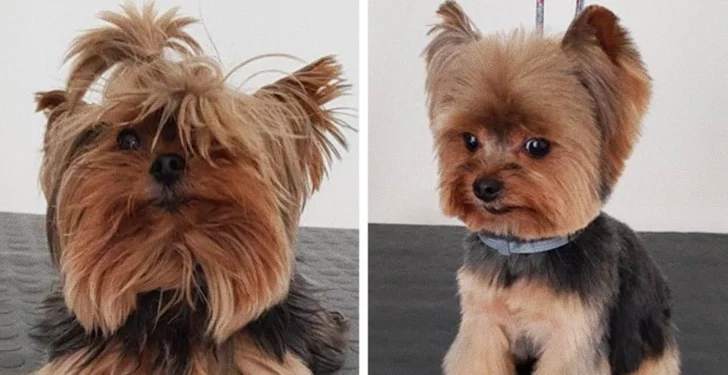 18 Dogs Who Looked Completely Different After the Groomer