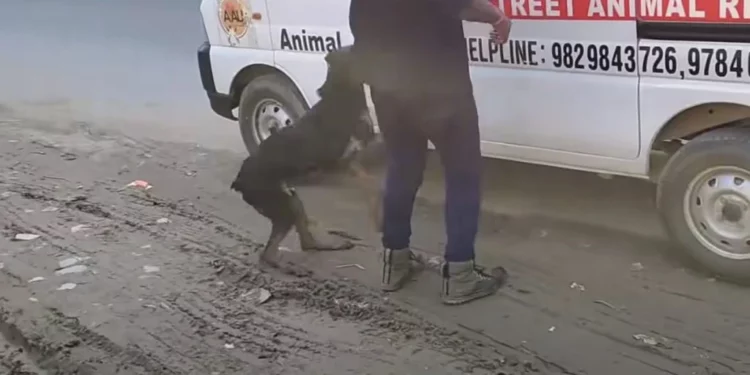 Injured Dog Climbs into Ambulance Seeking Help