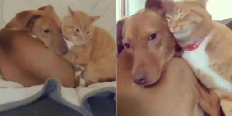 Hidden Camera Uncovers Cat Comforting Anxious Dog in Secret