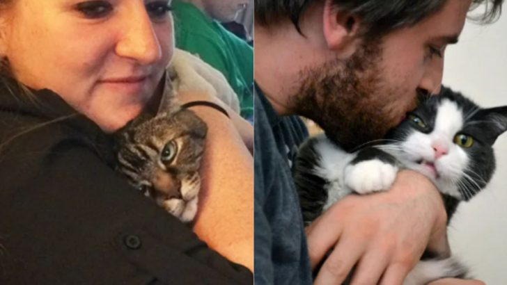 These Cats Are Fed Up With Their Owners’ Love And It’s Written All Over Their Faces