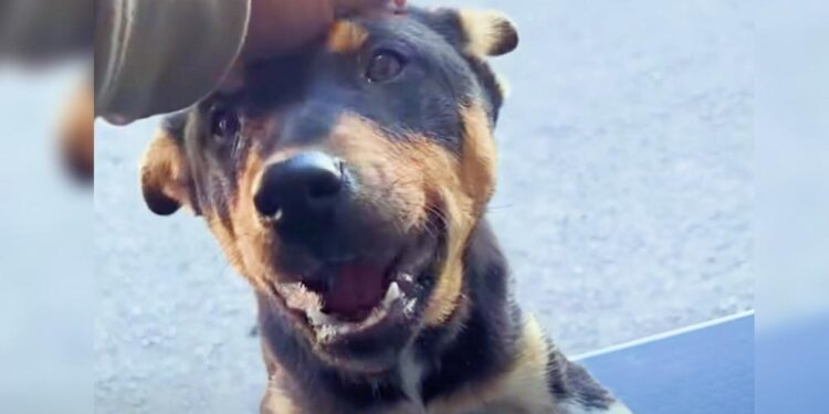 Man On Puppy Adventure Discovers Desert Puppy Eager To Tag Along