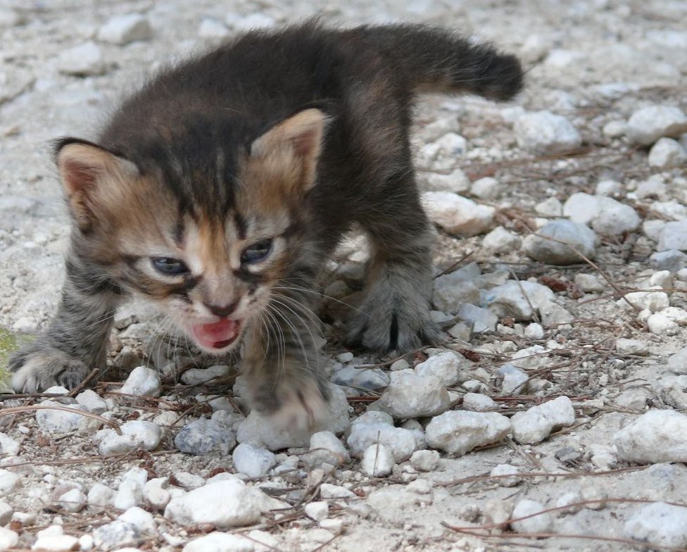 angry kitten