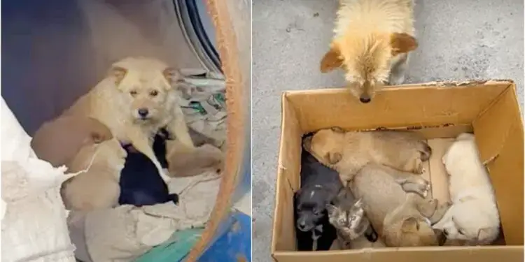 Woman Discovers Stray Dog in Barrel With Her Babies But They’re ‘Not All Puppies’