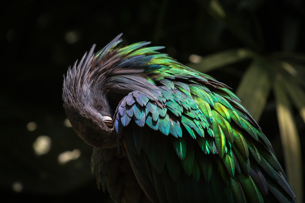 Nicobar Pigeon, Jurong Bird Park, Singapore