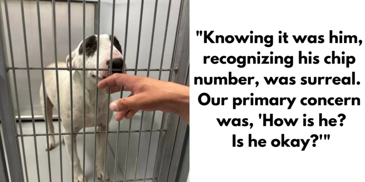 Lost and Heartbroken Dog Reunited with His Loving Family