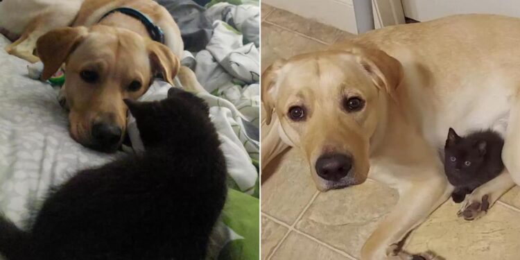 Loving Dog Attempts To Hide His New Pal So They Can Keep Playing Together