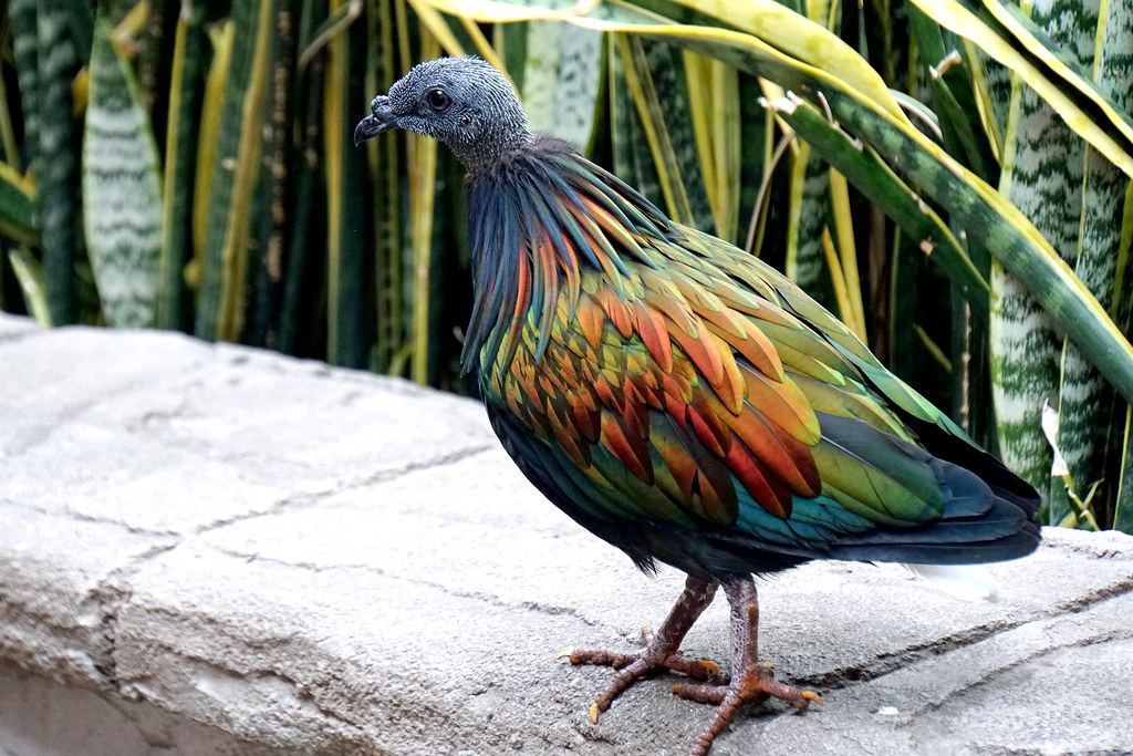 DSC09856 - Nicobar Pigeon