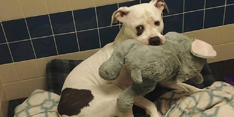 Scared Puppy Grasps Toy Elephant Awaiting To Be Euthanized