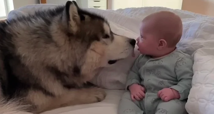 Malamute Puppy’s Charming Introduction to Baby ‘Brother’ Gets 1M Views in 24 Hours