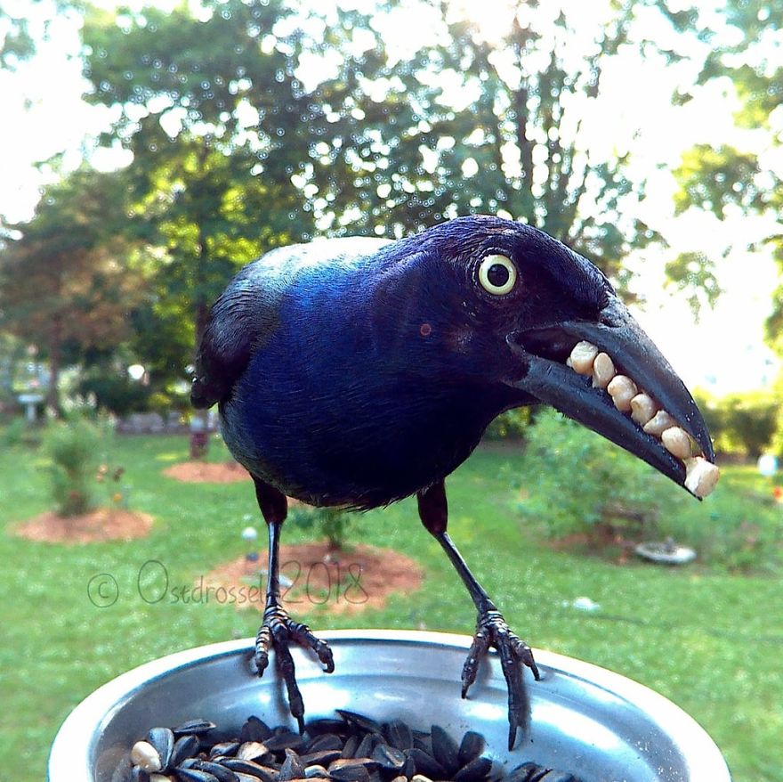 A woman set up a photo booth with a bird feeder to capture close-ups of birds feeding, and here are 25 of her best photos