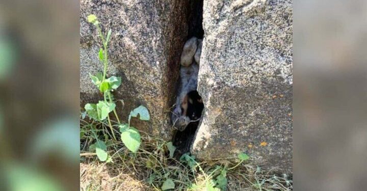 Construction Workers Call For Backup When They See A Face Trapped Between Rocks