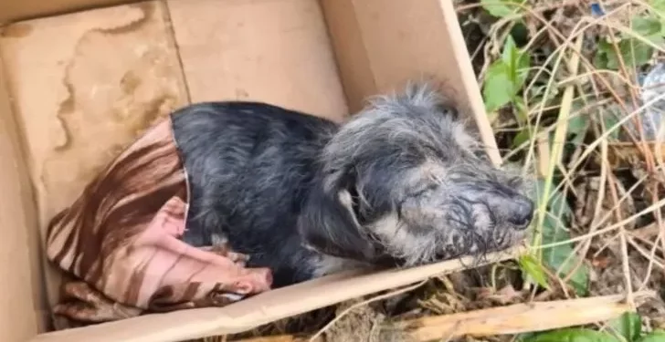 Abandoned Pup Found in a Box Demonstrates His Fighter Spirit