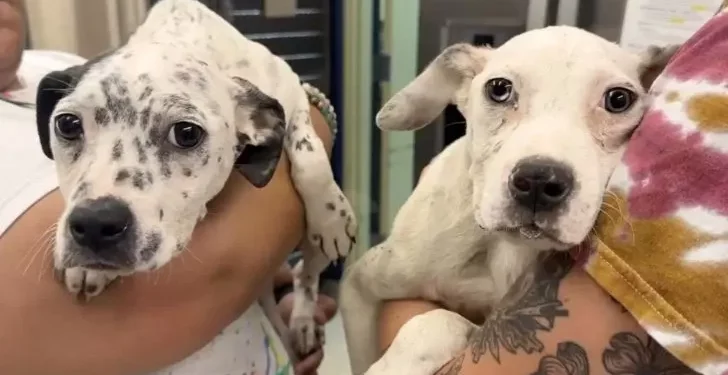 Bonded Siblings: Puppies Lean on Each Other in Their Brave Battle for Survival